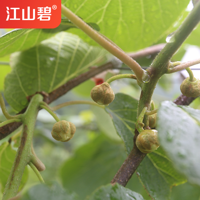 江山碧 招代理 新鮮甜爽 江山徐香獼猴桃綠心奇異果應季水果批發(fā)代發(fā)農(nóng)場自種