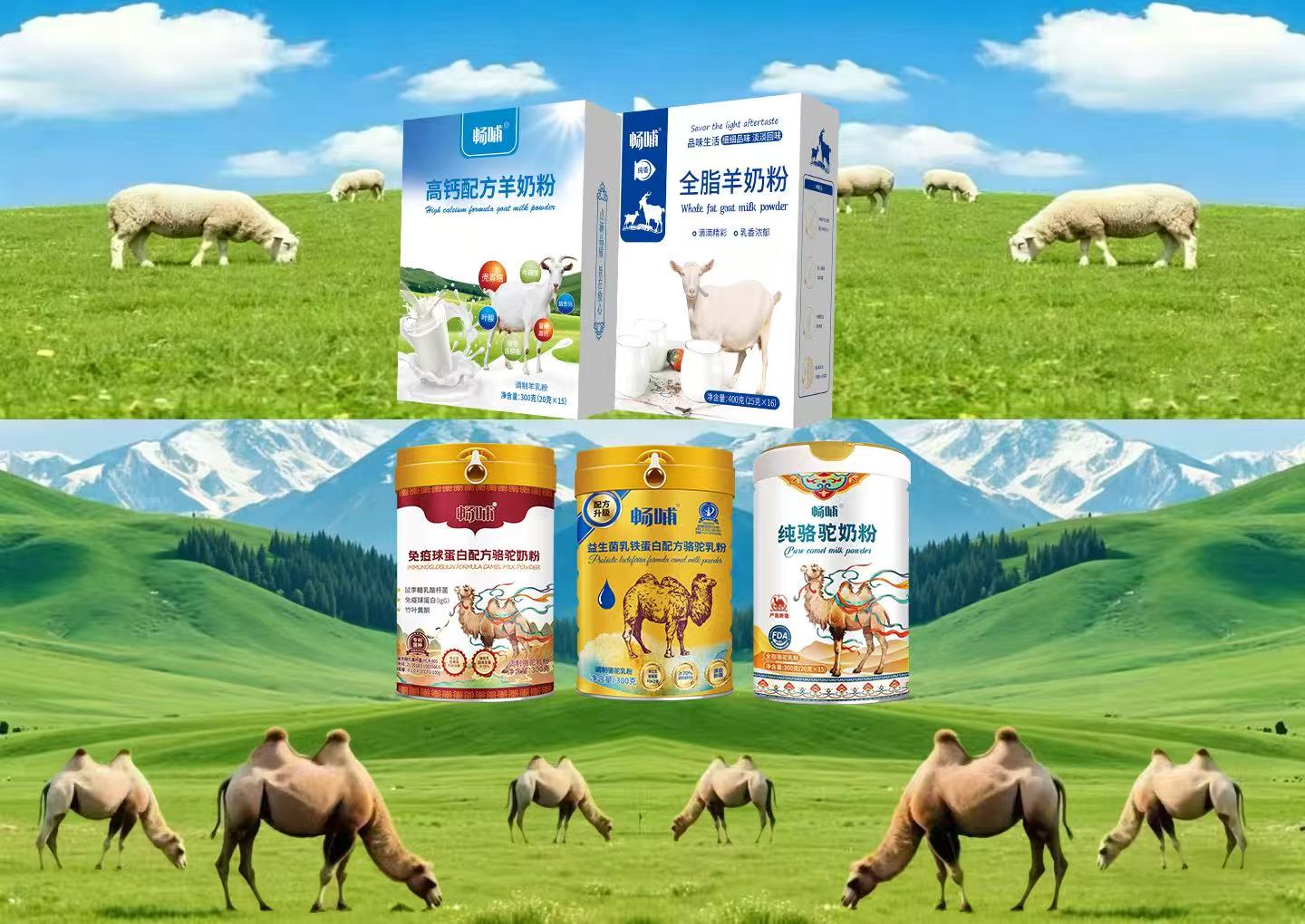 新疆駝奶粉廠家自有牧場(chǎng)